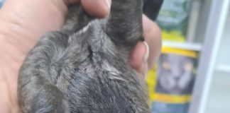 368.media – У Дніпрі військовослужбовець убив собаку та її цуценят