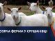 КОЗЯЧА ФЕРМА У КРУШАНІВЦІ