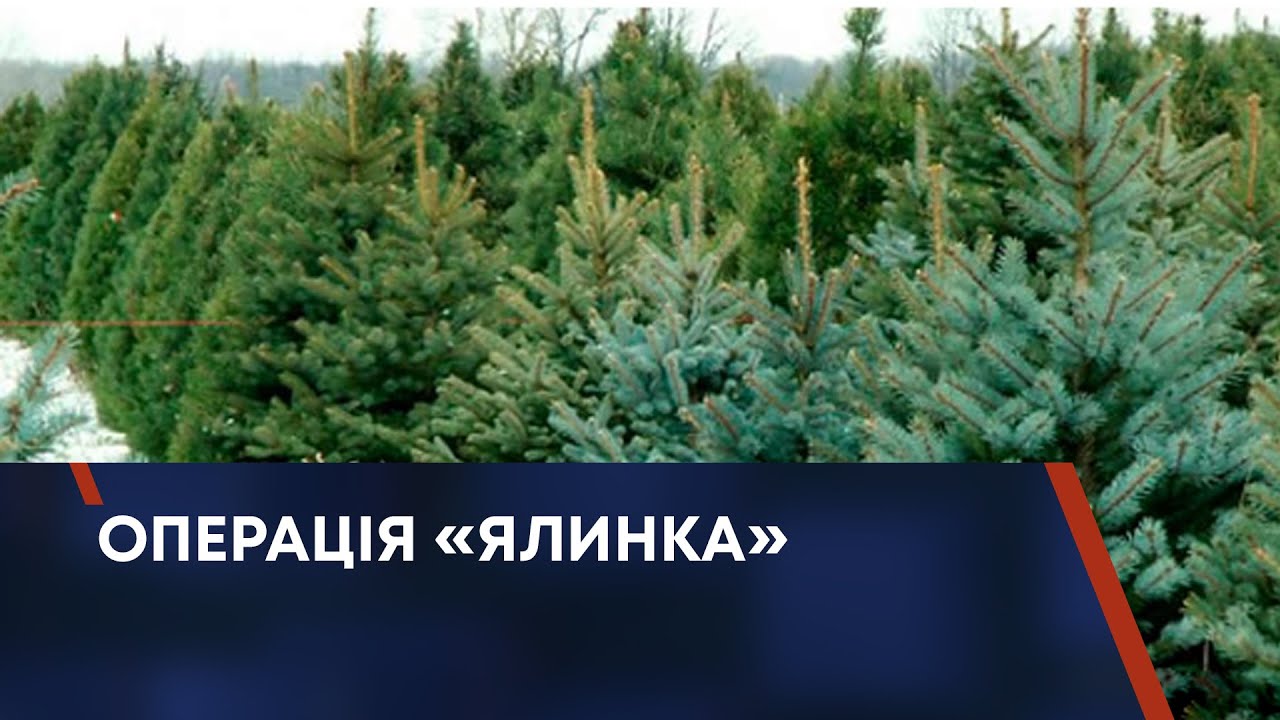 ОПЕРАЦІЯ «ЯЛИНКА»
