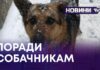 ПОРАДИ СОБАЧНИКАМ