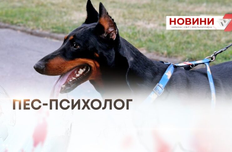 ВЕТЕРАН «ПАНДА» ТА ПЕС ЛЮЦИФЕР — КОМАНДА ПІДТРИМКИ МЕНТАЛЬНОГО ЗДОРОВ’Я ВЕТЕРАНІВ