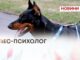 ВЕТЕРАН «ПАНДА» ТА ПЕС ЛЮЦИФЕР — КОМАНДА ПІДТРИМКИ МЕНТАЛЬНОГО ЗДОРОВ’Я ВЕТЕРАНІВ