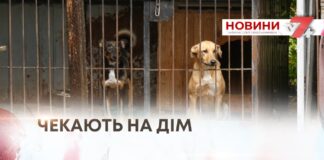 ВРЯТОВАНІ, АЛЕ ДОСІ БЕЗ ДОМУ: ІСТОРІЇ СОБАК ІЗ ПРИТУЛКУ «ВРЯТУЙ ЖИТТЯ» У ХМЕЛЬНИЦЬКОМУ