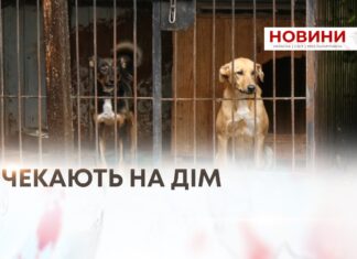 ВРЯТОВАНІ, АЛЕ ДОСІ БЕЗ ДОМУ: ІСТОРІЇ СОБАК ІЗ ПРИТУЛКУ «ВРЯТУЙ ЖИТТЯ» У ХМЕЛЬНИЦЬКОМУ