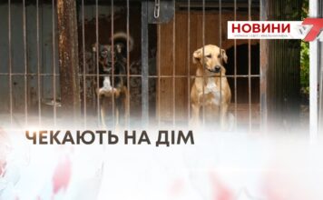 ВРЯТОВАНІ, АЛЕ ДОСІ БЕЗ ДОМУ: ІСТОРІЇ СОБАК ІЗ ПРИТУЛКУ «ВРЯТУЙ ЖИТТЯ» У ХМЕЛЬНИЦЬКОМУ