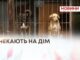 ВРЯТОВАНІ, АЛЕ ДОСІ БЕЗ ДОМУ: ІСТОРІЇ СОБАК ІЗ ПРИТУЛКУ «ВРЯТУЙ ЖИТТЯ» У ХМЕЛЬНИЦЬКОМУ
